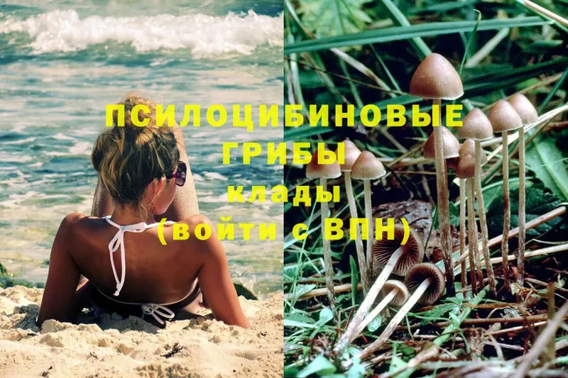 Псилоцибиновые грибы Psilocybe  Усолье-Сибирское 